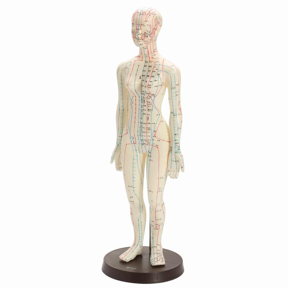  Acupuncture Body Model (Female) (48cm/Point #) (En (Acupuncture Body Model (Female) (48cm/Point #) (English))