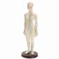  Acupuncture Body Model (Female) (48cm/Point #) (En (Acupuncture Body Model (Female) (48cm/Point #) (English))