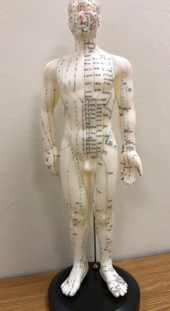  Acupuncture Body Model (Male) (50cm: English) (Acupuncture Body Model (Male) (50cm: English))