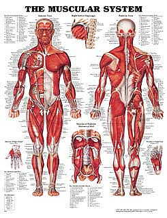  Muscular System Chart (Flexible Lamination) (View larger image)