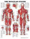  Muscular System Chart (Flexible Lamination) (View larger image)