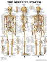  Skeletal System Chart (Flexible Lamination) (View larger image)