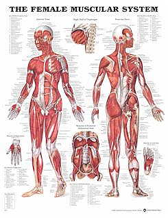  Muscular System (Female) (Flexible Lamination) (View larger image)