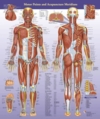  Acupuncture Motor Points & Meridian Wall Chart (Acupuncture Motor Points & Meridian Wall Chart)